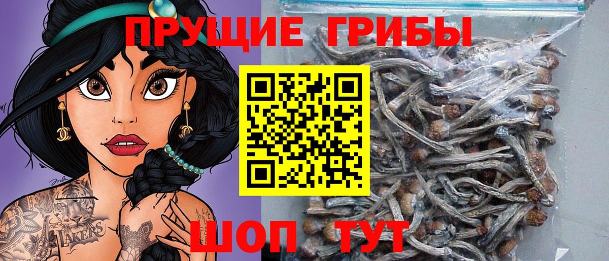 Дедовск  Галлюциногенные грибы прущие грибы  Вход с VPN 